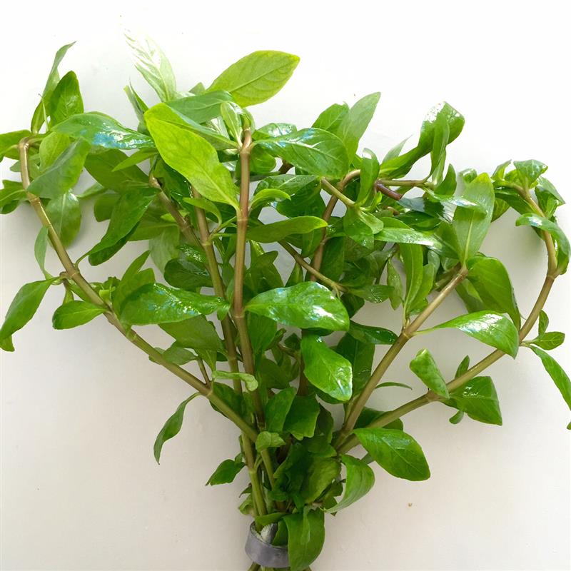Hygrophila polysperma bundel